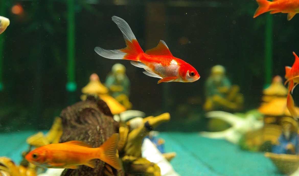 12 beliebte Aquarium-Fische für Anfänger und Fortgeschrittene